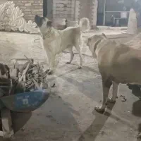 سرابی ۲ساله ماده|سگ|اندیمشک, |دیوار