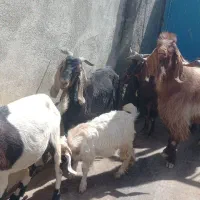 بز برای داشت|حیوانات مزرعه|گهواره, |دیوار