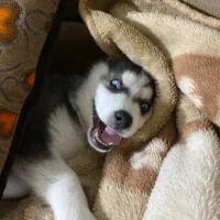 هاسکی سیبرین مالاموت