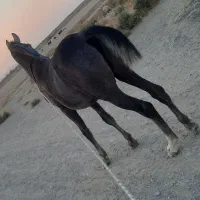 کره نریان دره شوری