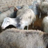 قوچ افشاری ( ورن)