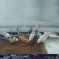 8 عدد کوی پوست چرم (نژاد مختلف)|ماهی|تبریز, |دیوار