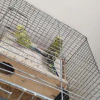 مرغ عشق گمشده|حیوانات|لادیز, |دیوار