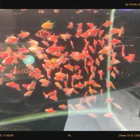 فروش ویژه آذر ماه آغازشد کالر + گلوفیش+ماهی رنگی|ماهی|مشهد, فاطمیه|دیوار