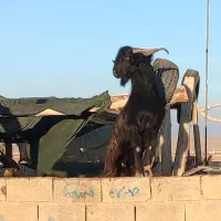 فروش چپش کهره پازن|حیوانات مزرعه|بوانات, |دیوار