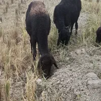 گوسفند قزل افشار|حیوانات مزرعه|گنبد کاووس, |دیوار