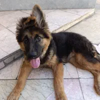 سرپرستی سگ به عهده میگیرم