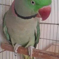 فروش شاه طوطی|پرنده|نقده, |دیوار