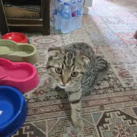 واگذاری گربه اسکاتیش|گربه|تهران, سردارجنگل|دیوار