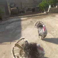 بوقلمون نر|حیوانات مزرعه|لنده, |دیوار