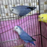 طوطی کوتوله برزیلی