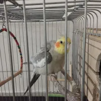 عروس هلندی دستی سخنگو