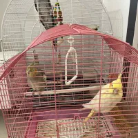 عروس هلندی|پرنده|تهران, سعیدآباد|دیوار