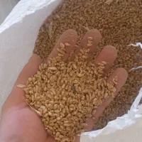 فروش بذر گندم|عمدهفروشی|نیشابور, ماروسک|دیوار