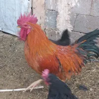 خروس محلی|حیوانات مزرعه|زرند, |دیوار