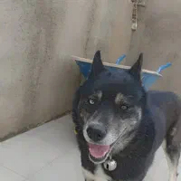 هاسکی بازیگوش|سگ|سبزوار, قصبه غربی|دیوار