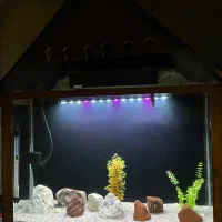 اگواریوم|ماهی|بندرعباس, |دیوار