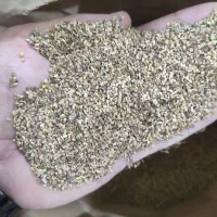 بذر شبدر برسیم|خدمات باغبانی و درختکاری|گرگان, |دیوار