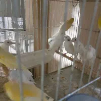 50تا قناری نروماده رنگ روشن سالم و سرحال