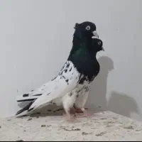 کبوتر رنگی