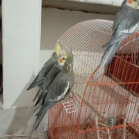 چهارعددعروس هلندی 3تومن جفت نر ماده باقفس