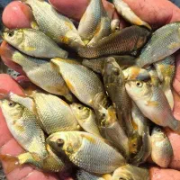 بچه ماهی کپور فیتو امور سرگنده