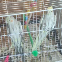 دو عدد عروس هلندی