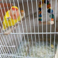 فروش عروس هلندی و..|پرنده|کازرون, |دیوار