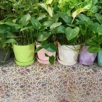 پتوس|گل و گیاه طبیعی|اصفهان, آفاران|دیوار