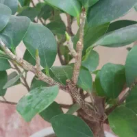 گل بنسای|گل و گیاه طبیعی|قرچک, پویینک|دیوار