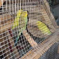 پرنده زینتی