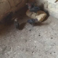 جوجه براکل و کاکلی پرپا