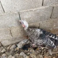 بوقلمون