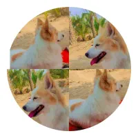 گمشده|سگ|برازجان, |دیوار