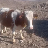 گوساله های ماده|حیوانات مزرعه|ارشق, |دیوار