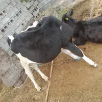 گاو و گوساله بفروش میرسد