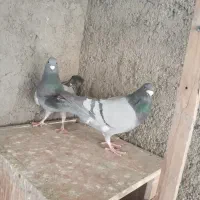 کبوترپلاکی