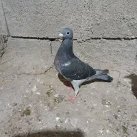 کبوتر مسافتی جان اردن|پرنده|رامیان, |دیوار