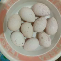 تخم بوقلمون نطفه دار