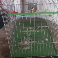 یک عدد سهره نر  خوش رخ قواره دار  کم زیاد میخونه