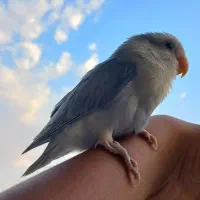 طوطی گمشده|پرنده|برازجان, |دیوار