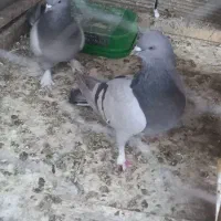 کبوتر کاغذی|پرنده|چادگان, |دیوار