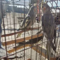 عروس هلندی|پرنده|پاکدشت, پاکدشت (مامازند)|دیوار