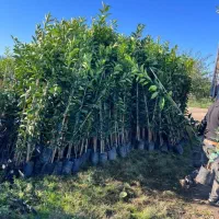 تولیدی نهال مرکبات|گل و گیاه طبیعی|ارطه, |دیوار