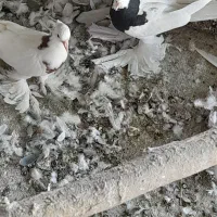 یک جفت طوقی پاپر سلطنتی خرکی