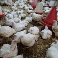 مرغ ۱۰۰درصد ارگانیک