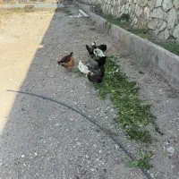 مرغ محلی تخم گزار