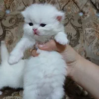 بچه گربه های بیریتیش|گربه|تهران, نبی اکرم|دیوار