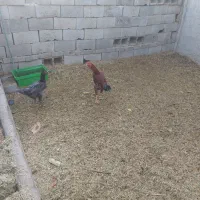 خروس لاری|حیوانات مزرعه|بافق, |دیوار