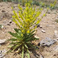 خریدار کاه گندم
